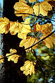 la Riserva Naturale di Monte Rufeno, Acquapendente.